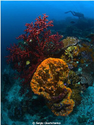 Raja Ampat by Sergiy Glushchenko 